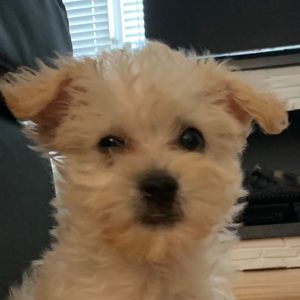 Meet your Posher, Lindsay